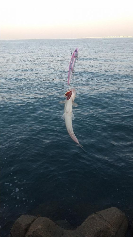 久しぶりの青物