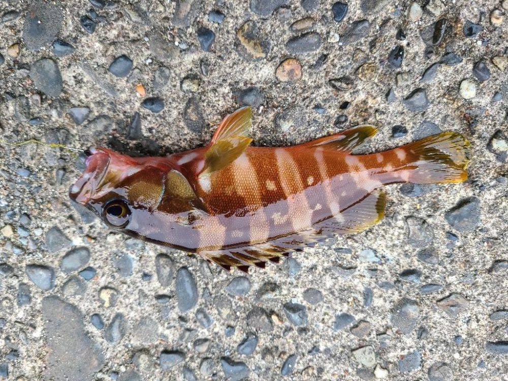 めっちゃいっぱい釣れた