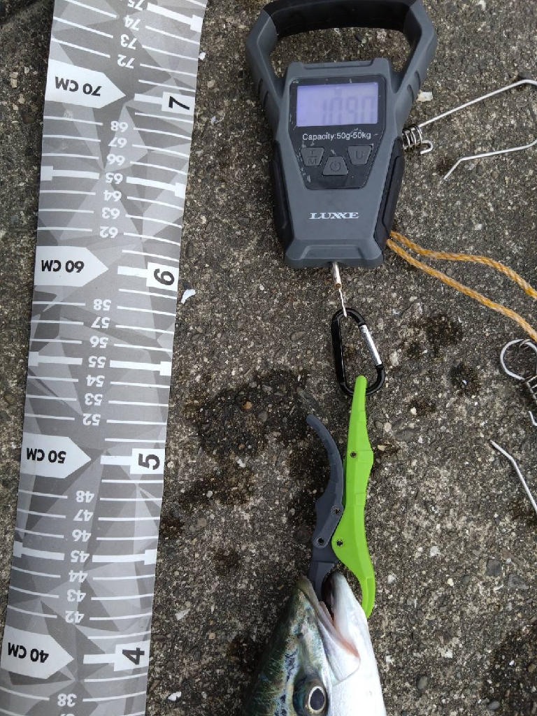 超久々の青物GET！