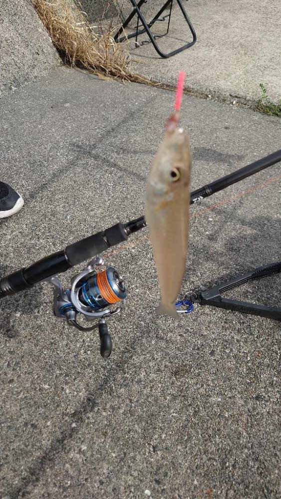 港内キス．カレイ