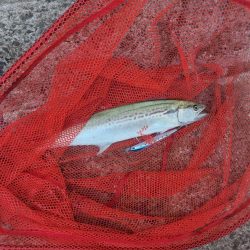 プチsalt water game