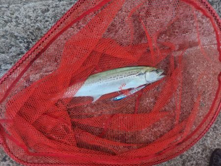 プチsalt water game