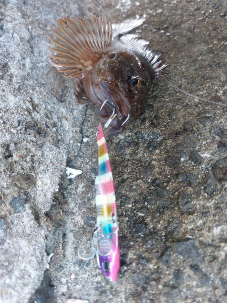 プチsalt water game