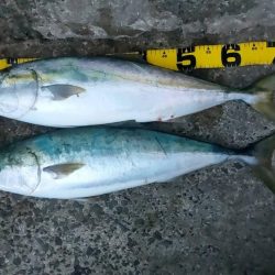 プチsalt water game