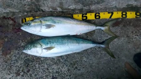 プチsalt water game