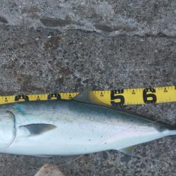 プチsalt water game