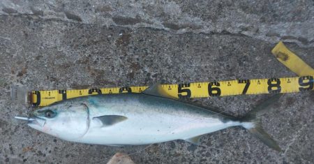 プチsalt water game