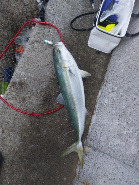 プチsalt water game