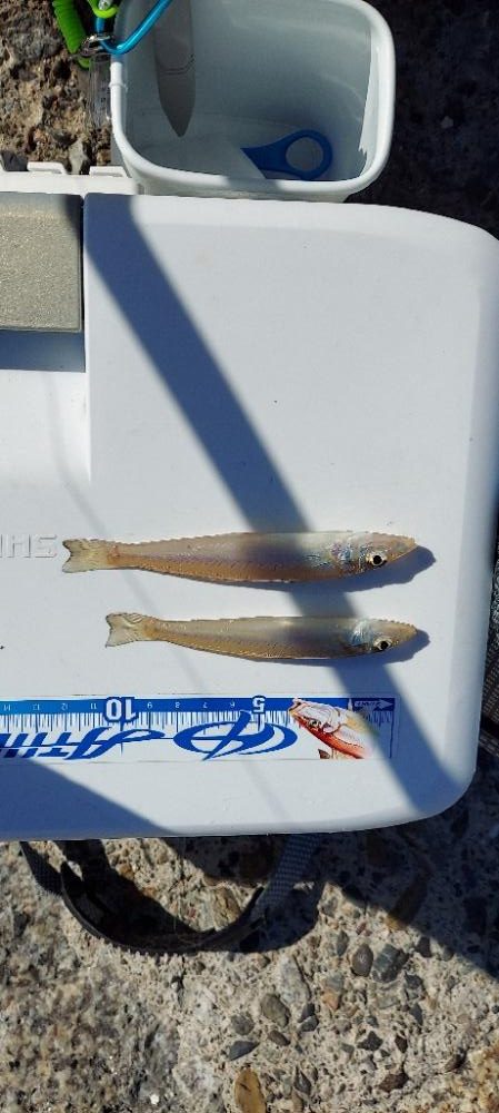 落ちギスを求め