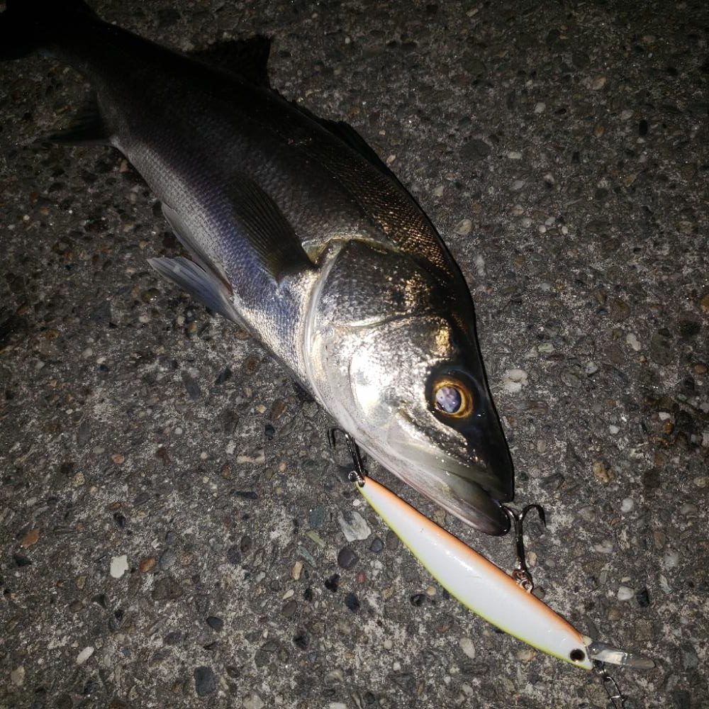 シーバス&ツバス