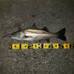 3色トリノでバックリ！