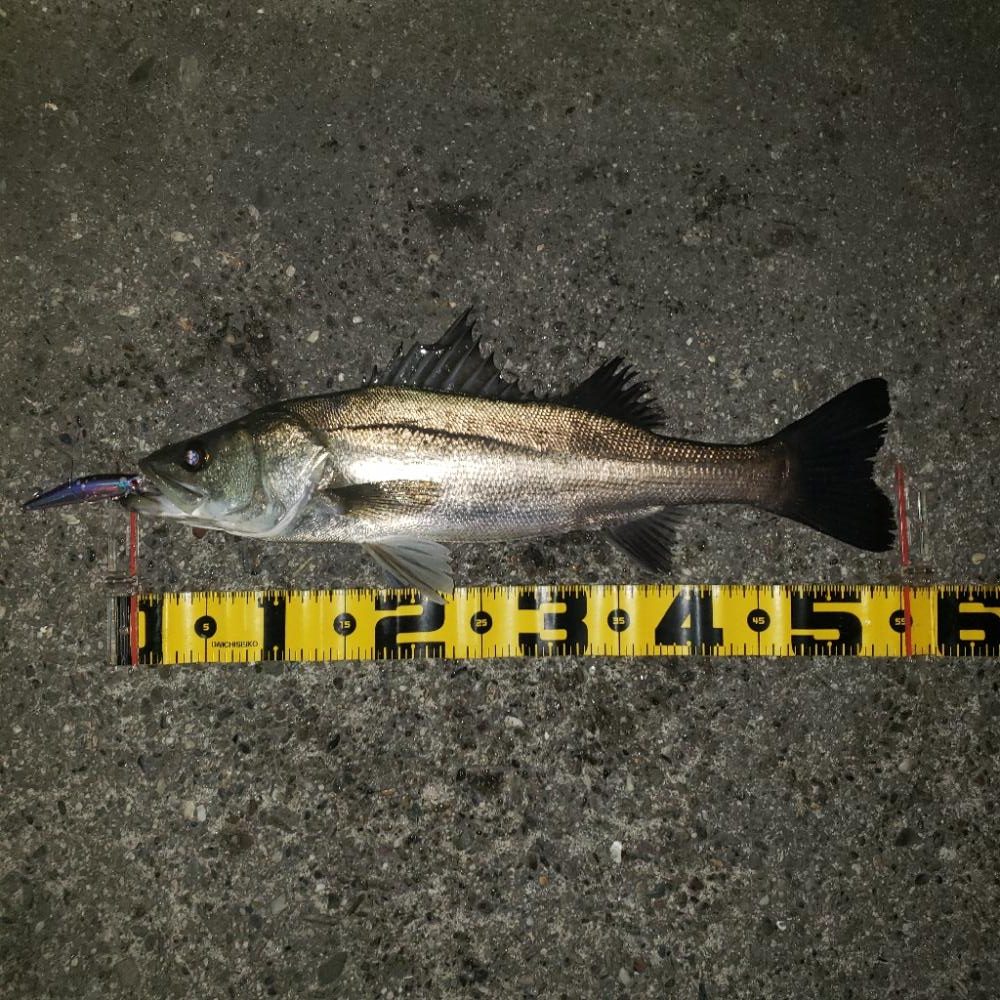 3色トリノでバックリ！