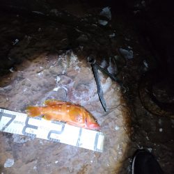 11/17釣果　アカハタ！