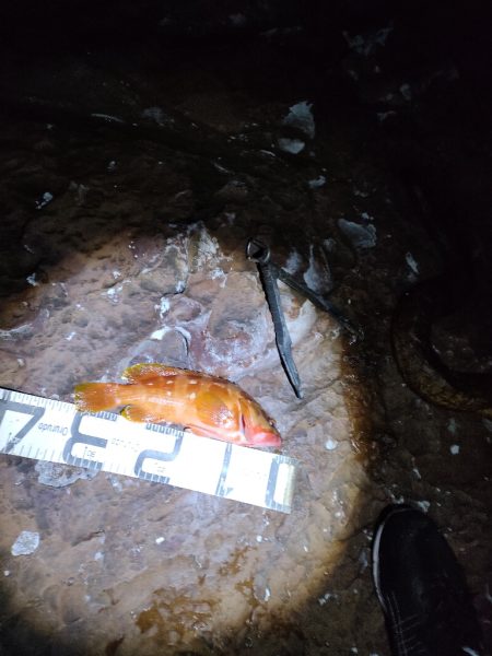 11/17釣果　アカハタ！