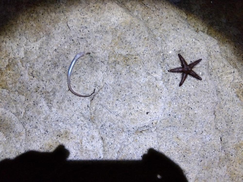 室津のキス釣り