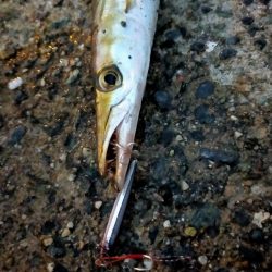 ライトゲームでアオリイカ、カマス、アジ！