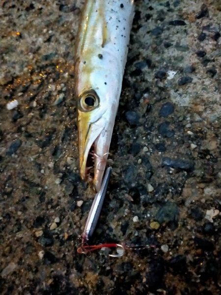 ライトゲームでアオリイカ、カマス、アジ！