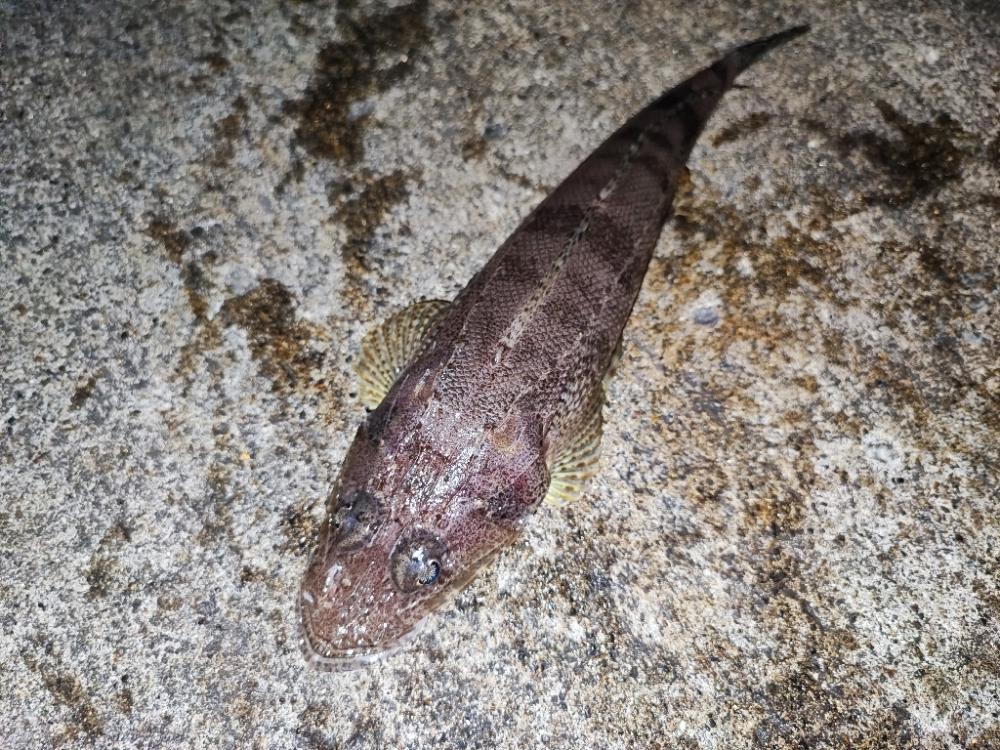 内房でルアーマゴチゲーム