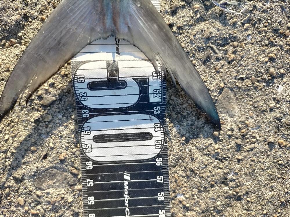 今日はサゴシでした ☺