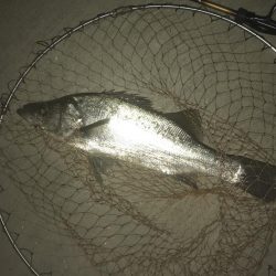 雨降ったらセイゴ!