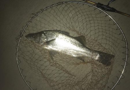 雨降ったらセイゴ!