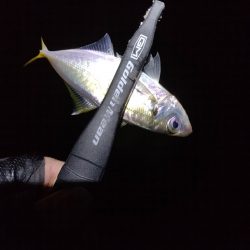 寒くなってきました