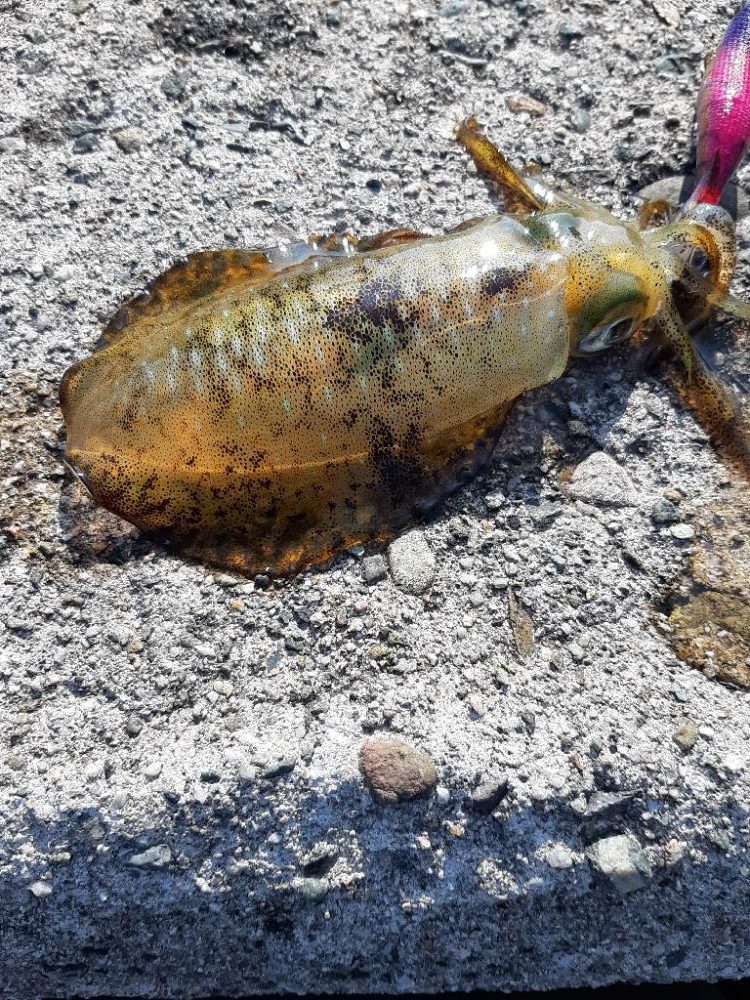 久しぶりの日本海