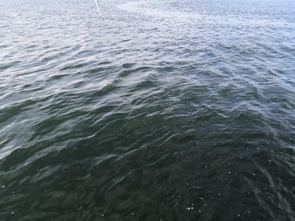 ショアジギングでメジ