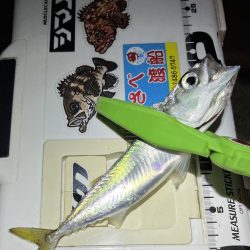 尺・・・アジング