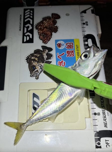 尺・・・アジング