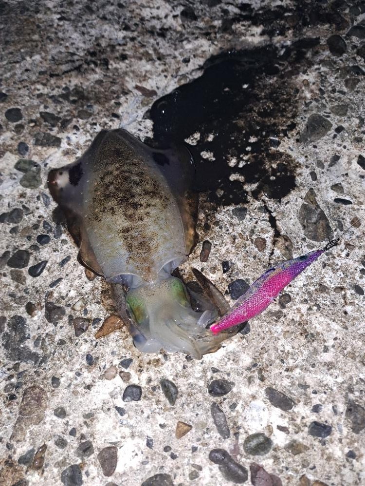 朝活エギング？