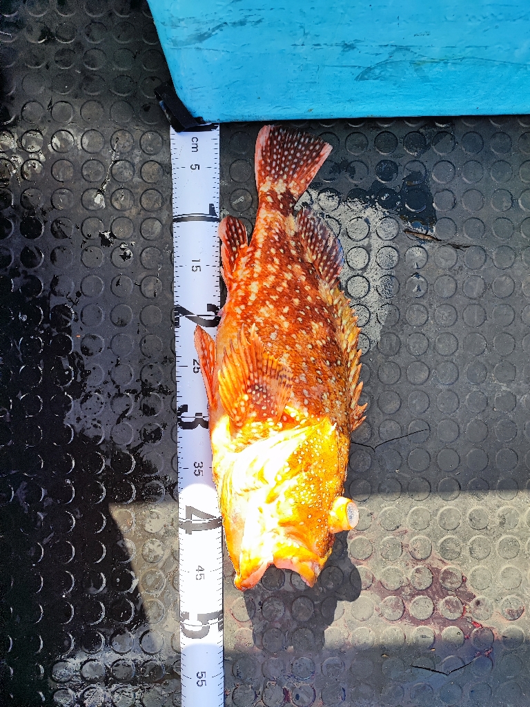 南伊豆でロックフィッシュジギング