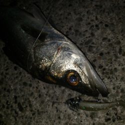 リベンジシーバス