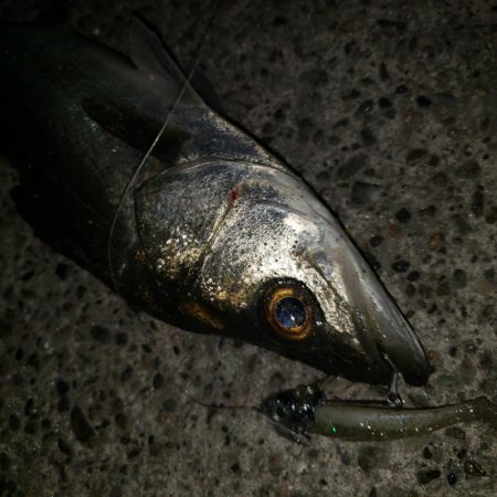 リベンジシーバス