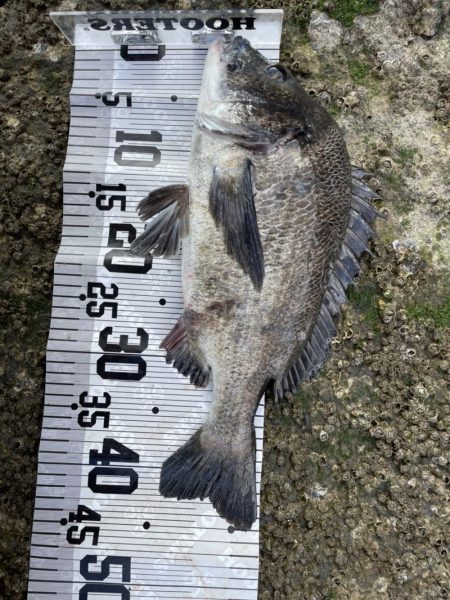 イチノ兄弟(兄)釣果!