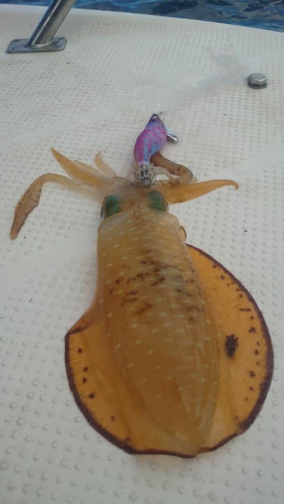 宮津湾ボートエギング