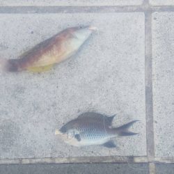 小物釣フィーバー