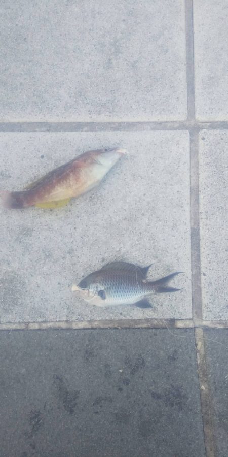 小物釣フィーバー