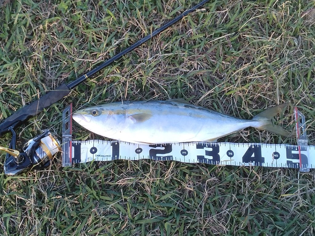 サワキャス（釣行…三回目）