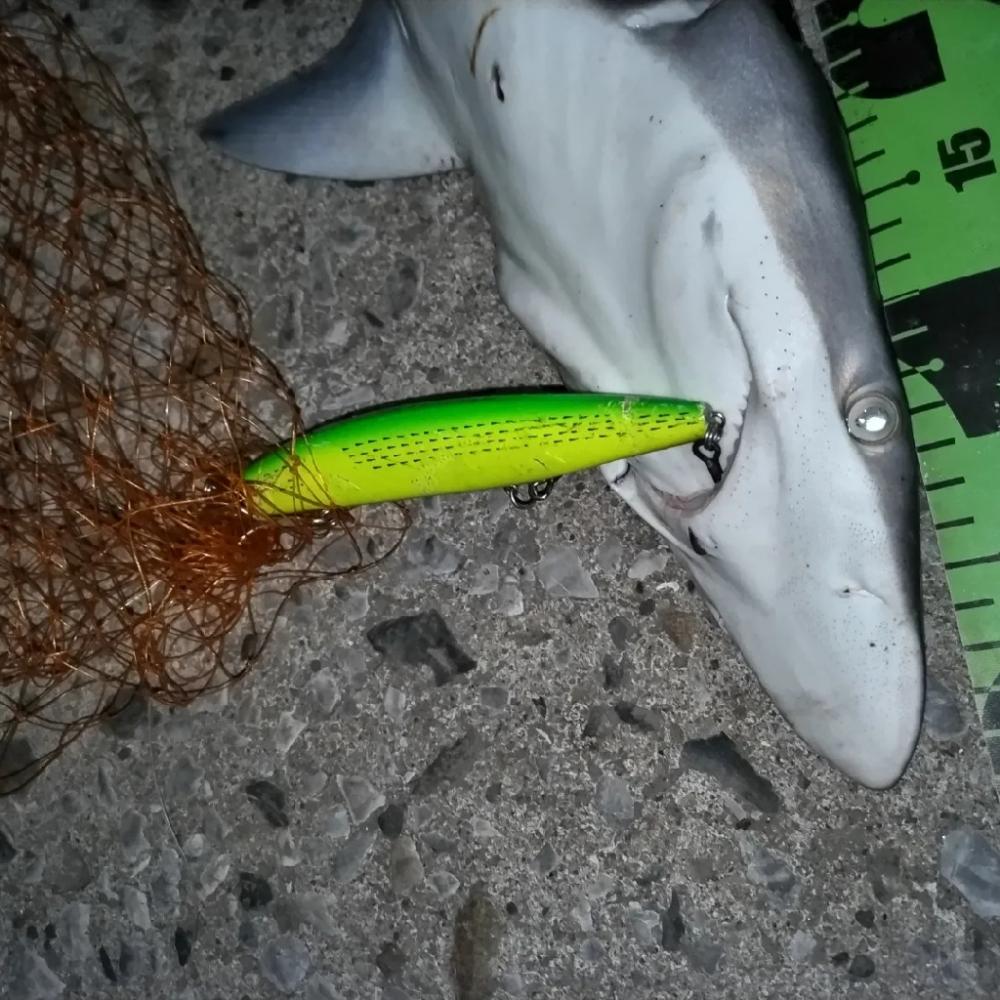 シーバスか？鰤か？いや、サメでした。