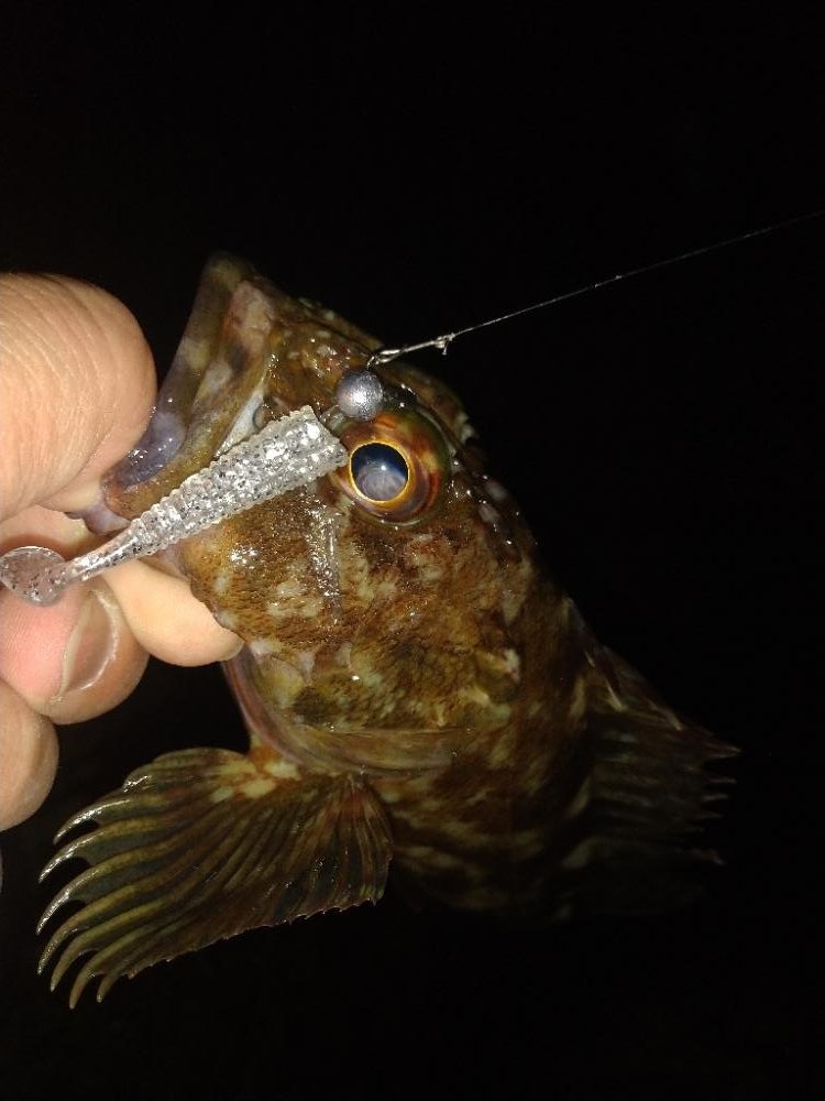 ちょい釣り20221125