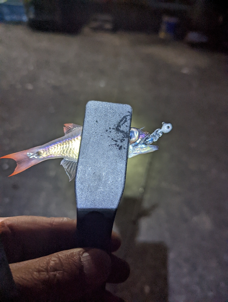 アジが釣れない