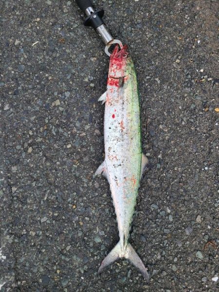 いつもやつが…