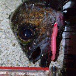 フロートメバリング