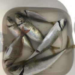 朝マズメのアジング