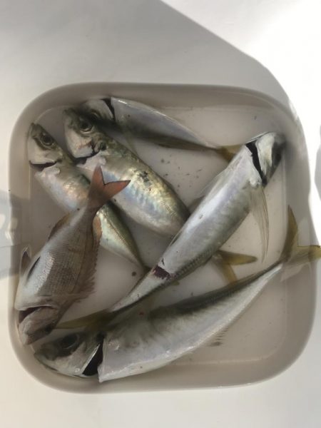 朝マズメのアジング