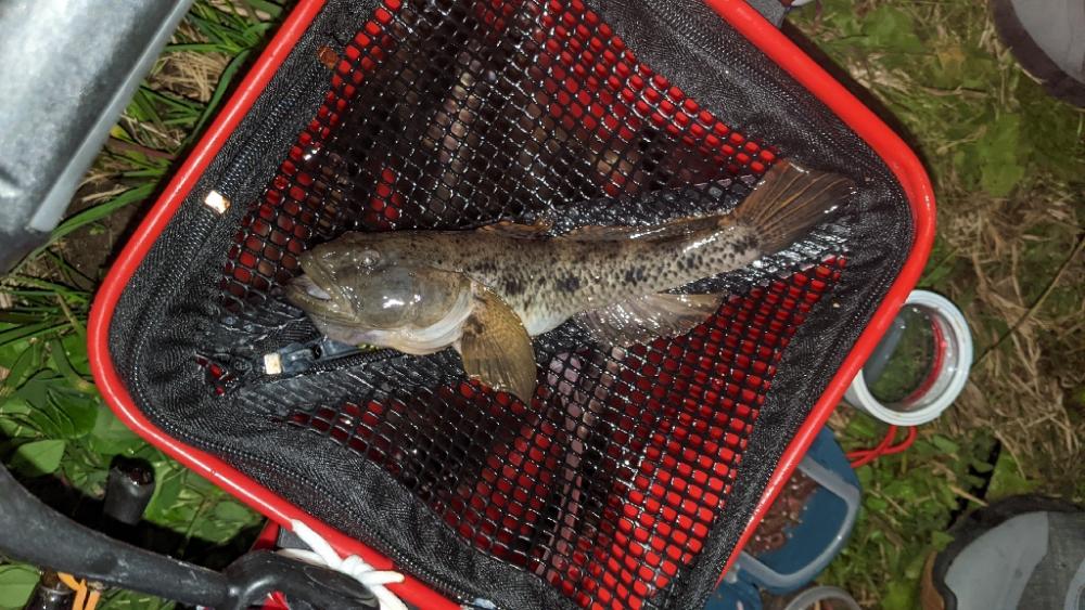 11月26日 旧中川ハゼ最強20cm！