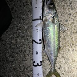 クーラー満タンアジ🐟