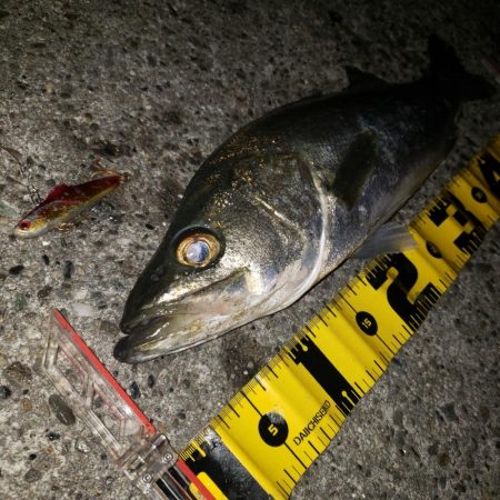 おはようスズキさん!