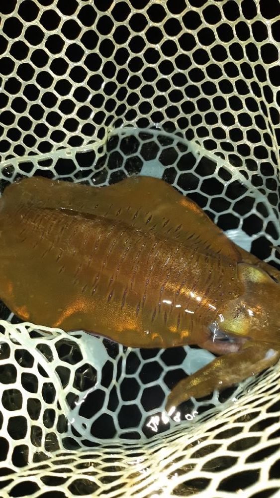 久しぶりにエギング